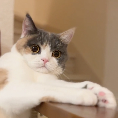 やられる前からやられ顔の猫