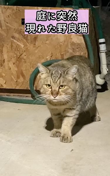 夜泣きがひどい元野良猫