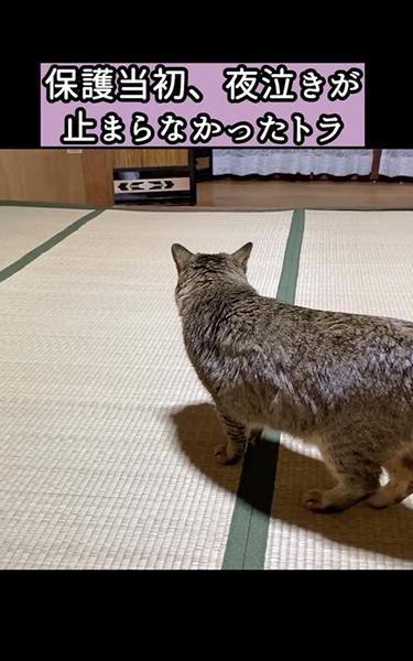 夜泣きがひどい元野良猫