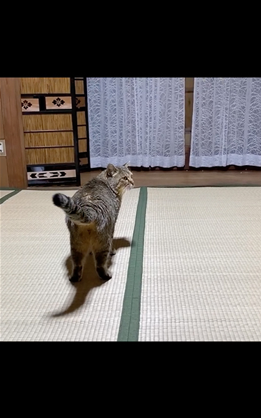 夜泣きがひどい元野良猫