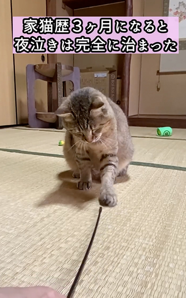 夜泣きがひどい元野良猫