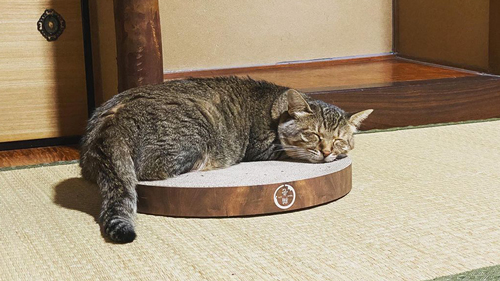 安心して寝るトラくん