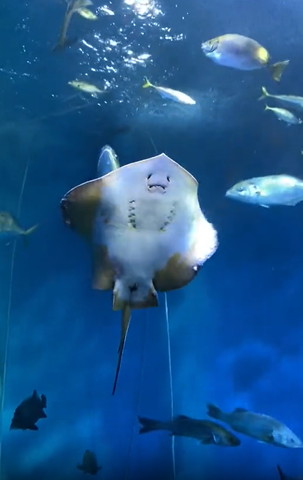 上の方に泳いでいくエイ