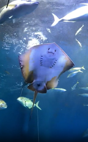 上の方に泳いでいくエイ魚いっぱい