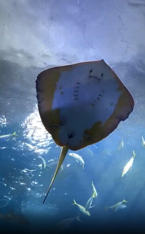 上でムスッとしてるエイ