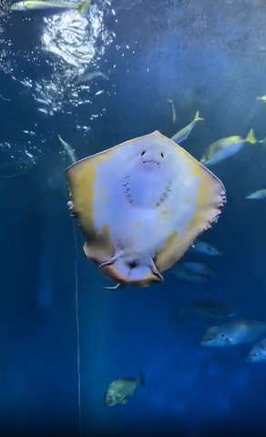 真顔で下に落ちていくエイ