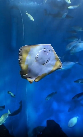 右側に傾くエイ