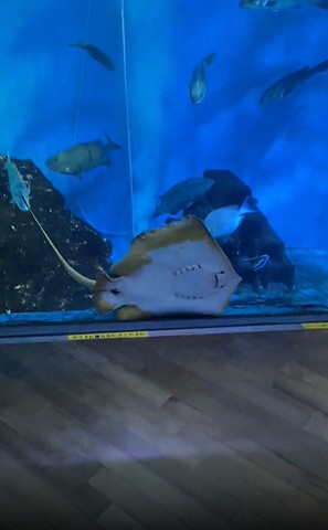 地面に落ちるエイ