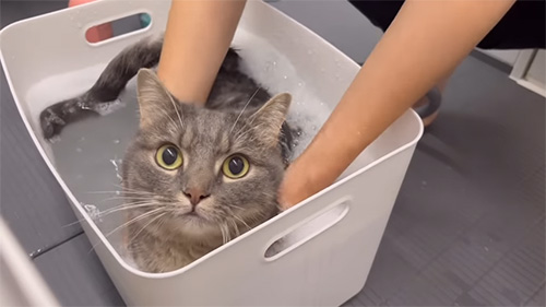 泡ぶろで見上げるアクアちゃん