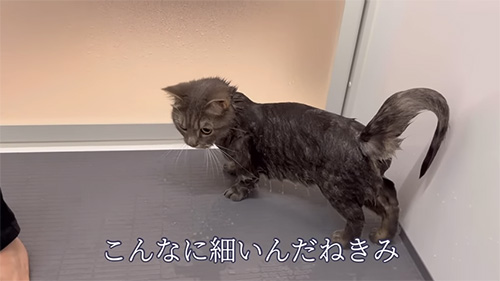 そんなに細いんだね