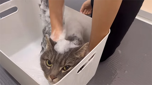 泡でもこもこなアクアちゃん