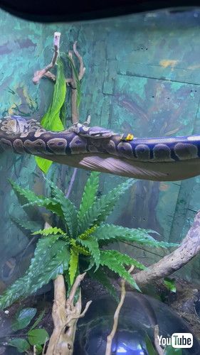 木から落ちたヘビ