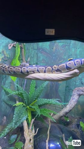 木から落ちたヘビ