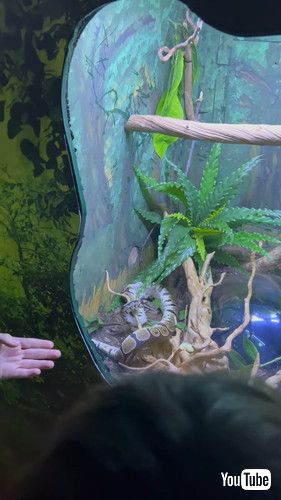 木から落ちたヘビ