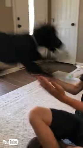 「lack Lab Pounces on Owner || ViralHog」