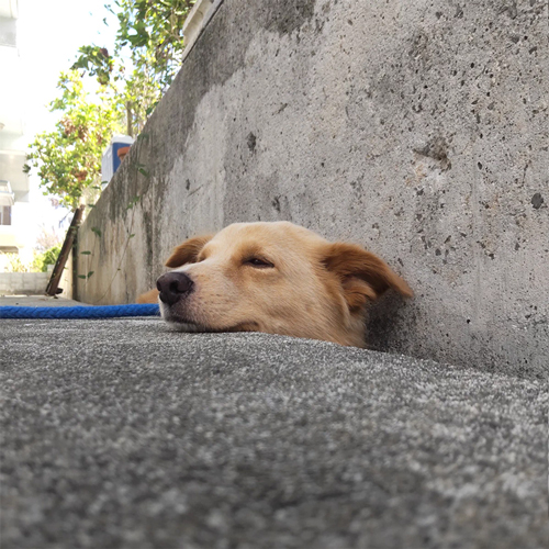 側溝で涼むワンコ