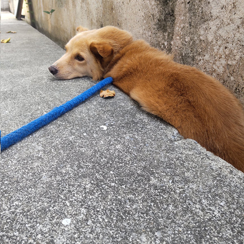 側溝で涼むワンコ