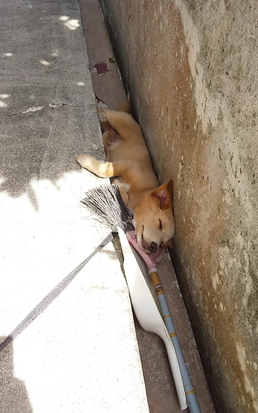 側溝で涼むワンコ