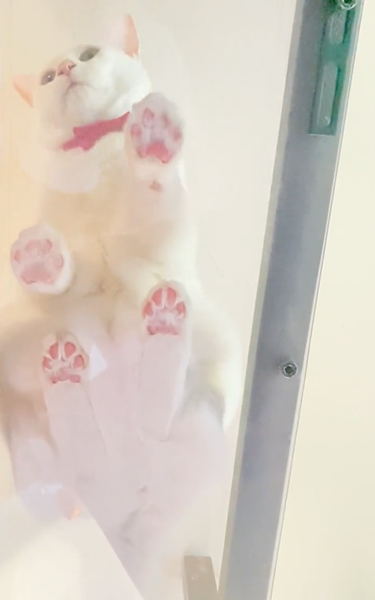 透明キャットウォーク