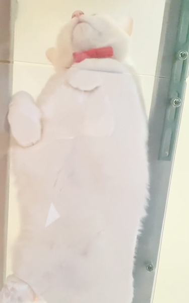 もふもふの白猫