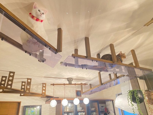 透明キャットウォーク