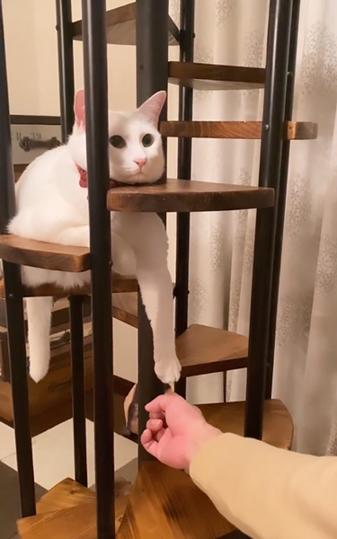 最高の反応をする猫