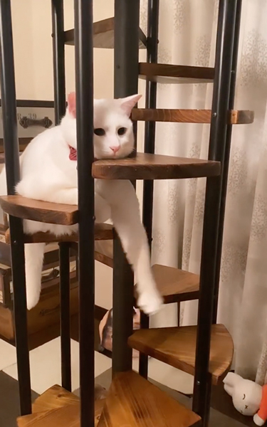 前足プルプル猫