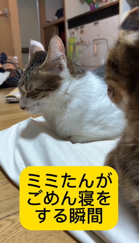 目瞑ってる猫横顔
