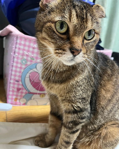 たれ耳猫ちゃん