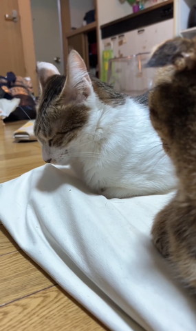 顏が下向きかけてる猫ちゃん