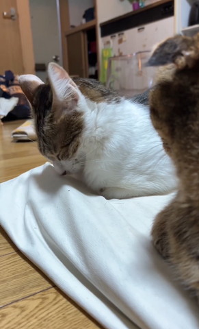 布団に鼻ついてる猫