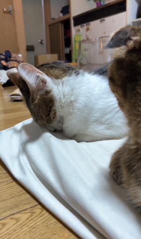 ごめん寝してる猫