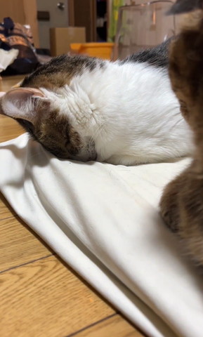 布団に顏うめてる猫