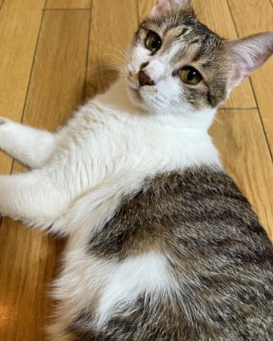 寝ながら顏起こしてる猫カメラ目線