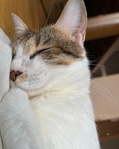 寝てる猫アップ