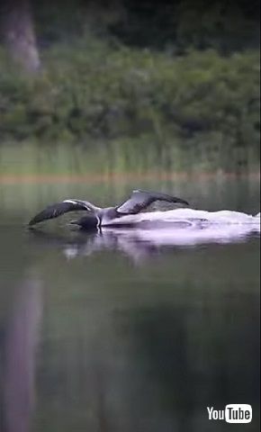 アビ