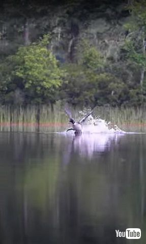 助走をつけるアビ