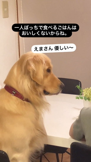 見守る犬