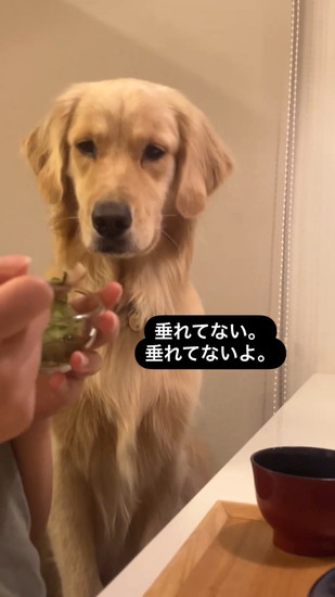 食べ物を見る犬
