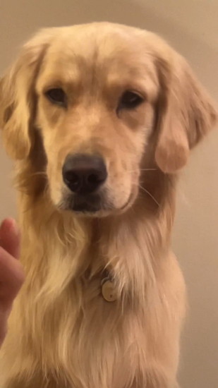 平静をよそおう犬