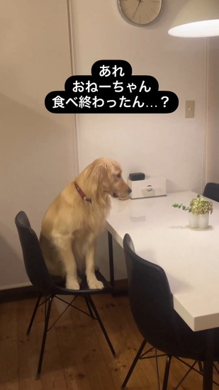 椅子に座った犬
