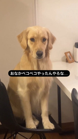 何か言いたそうな犬