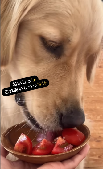 トマトを食べる犬