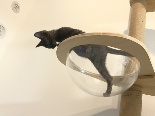 登る子猫