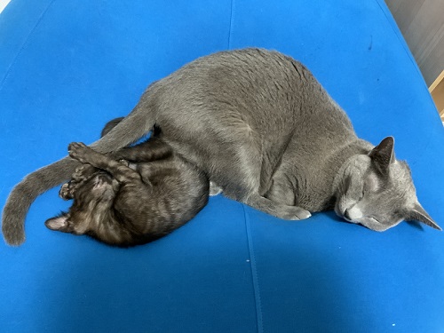 先住猫と子猫