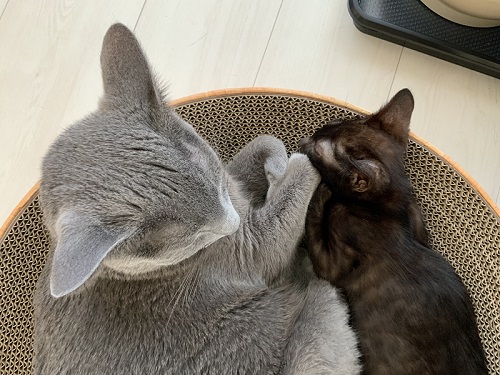 寄り添う子猫