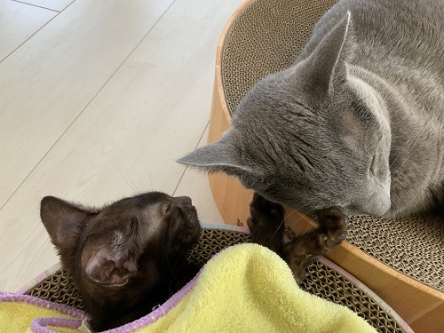 眠る子猫