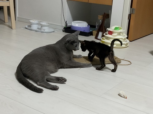 遊ぶ子猫