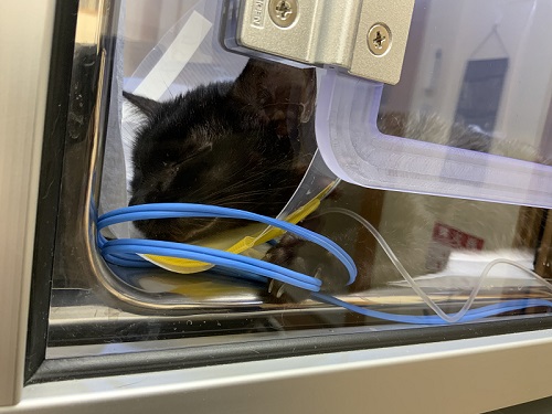 カメラ目線の猫