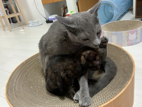 仲良しな猫
